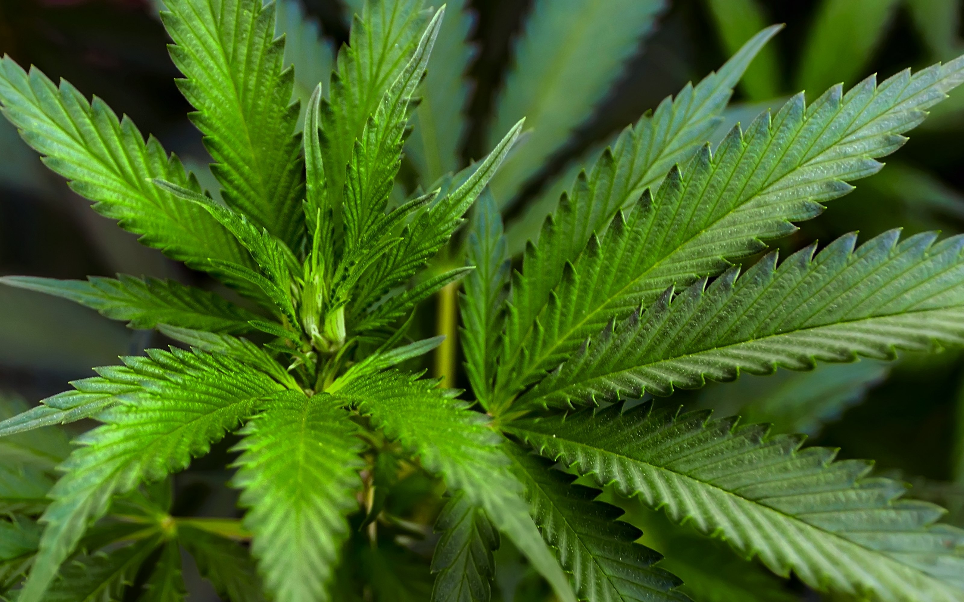 Case Study: Driving Qualified Site Traffic in a Highly Regulated Industry