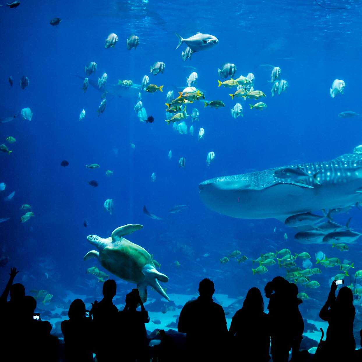 Case Study: Orange 142 Was Given 30 Days to Meet an Aquarium’s ROAS Goal of 3X ROI